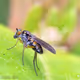 Macrodiary