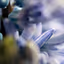 MacroFlower#1
