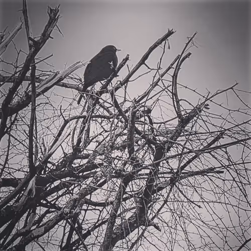 Maddy Braun Collection