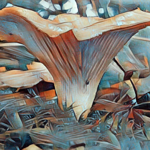 Magic Crypto Mushrooms