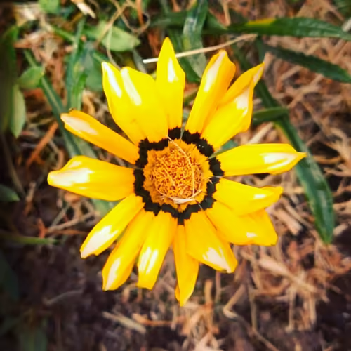Magic Flowers