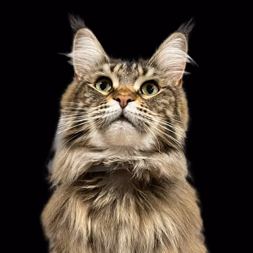 MAIDEN THE COON'S QUEEN