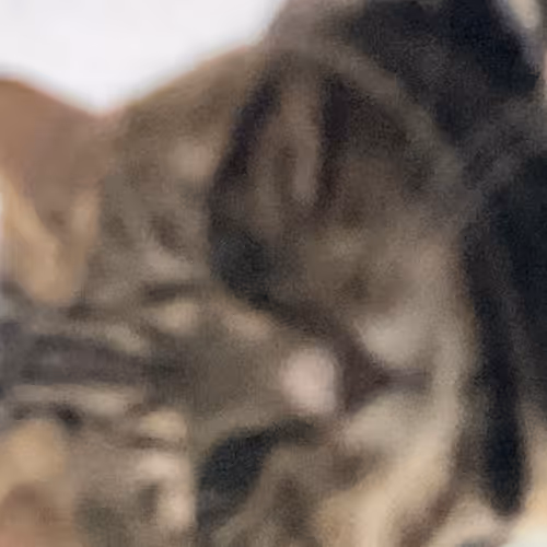 Maikia cat