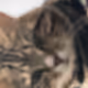 Maikia cat