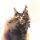MaineCoon cats