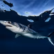 Mako Shark
