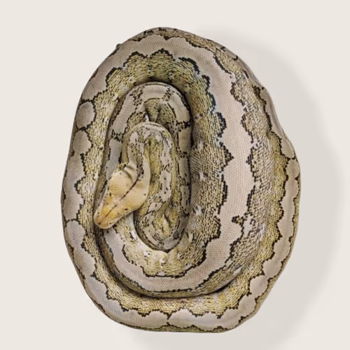 Malayopython reticulatus