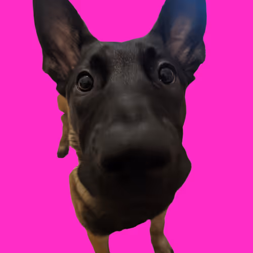 Maligator Love