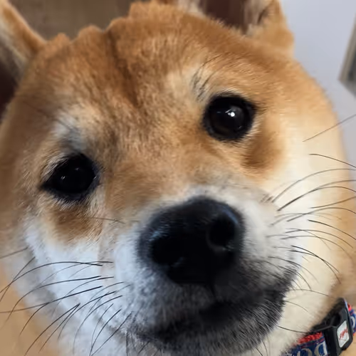 mameshiba