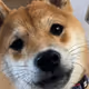 mameshiba