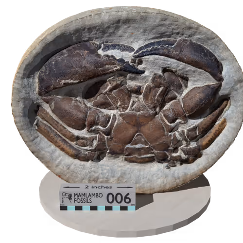 MamlamboFossils