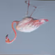 MamysBirds