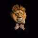 Man City Lion