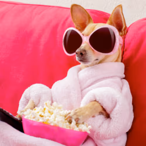 Man's best friend - Dogs