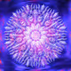 Mandalas (BIG I) 11