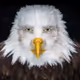 maneagle