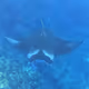 Manta rays in Ishigaki Is.