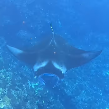 Manta rays in Ishigaki Is.