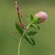 mantis monster