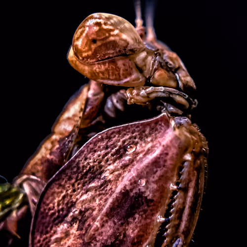 Mantis Photographs - old