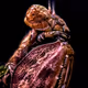 Mantis Photographs - old