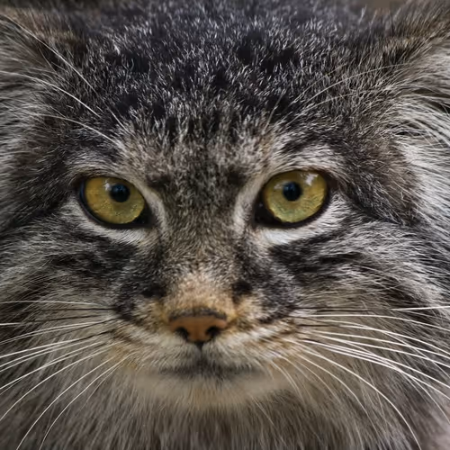 Manul cat