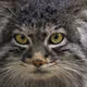 Manul cat