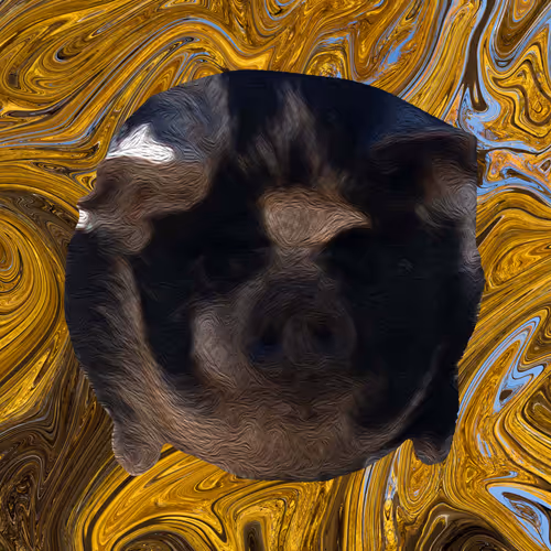Maple Face