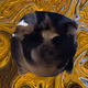 Maple Face