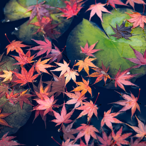 Maple Series. | msyshymmt