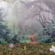Marbles Forest