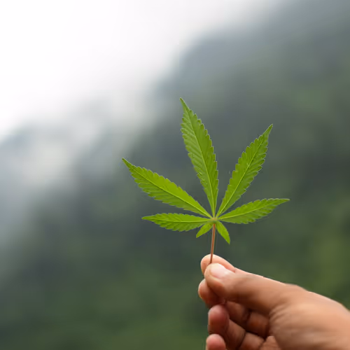 Marijuana Leaf