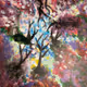Cherry Blossom Nightmare