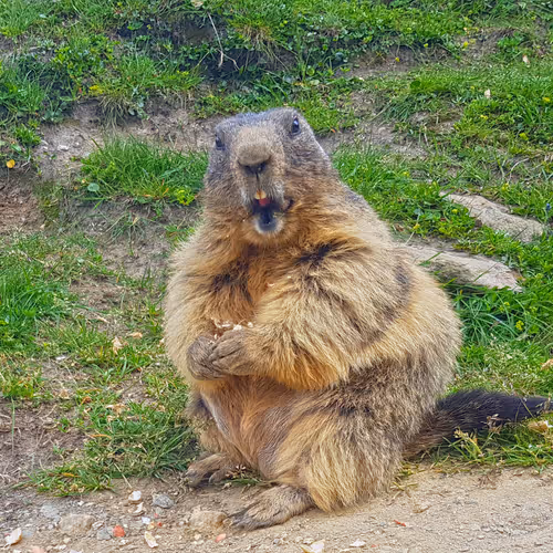 Marmots of Saas Fee