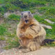 Marmots of Saas Fee