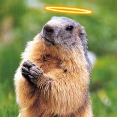 Marmottoshis