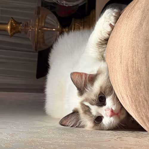 The Cat - Marshmallow Ragdoll - old