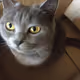 Cat Marusya