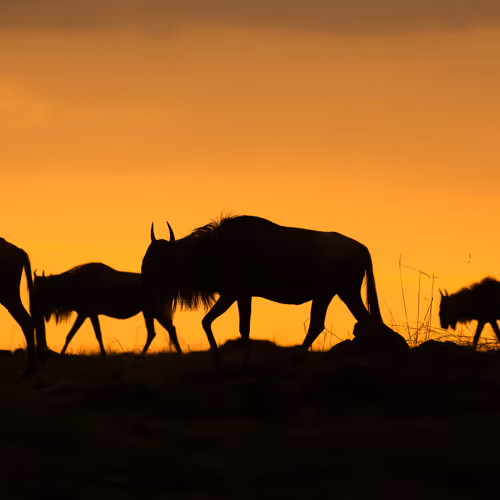 Masai Mara Magic