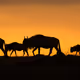 Masai Mara Magic