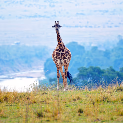 Animals in Masai Mara