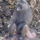 Masturbating Baboon - Tanzania - old