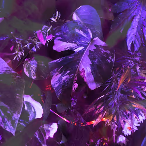 Matej Racek - Unspecified works