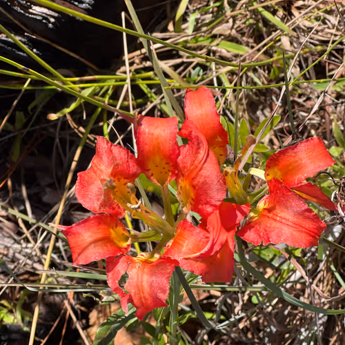 Matlok Nature Photo Art