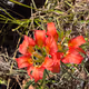 Matlok Nature Photo Art