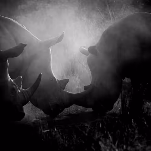 Wildlife - Black & White - old