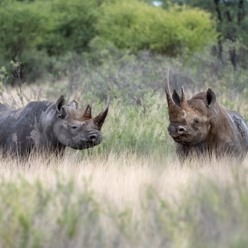 Wildlife - Hooves and Horns - old