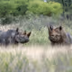 Wildlife - Hooves and Horns - old