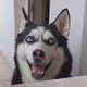 Maya Husky