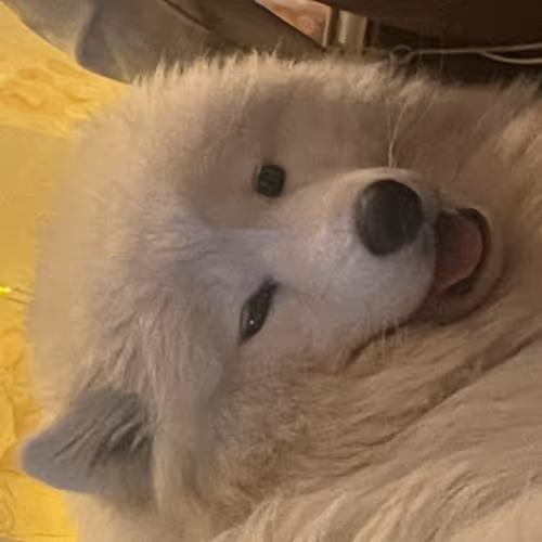 Maya Samoyed